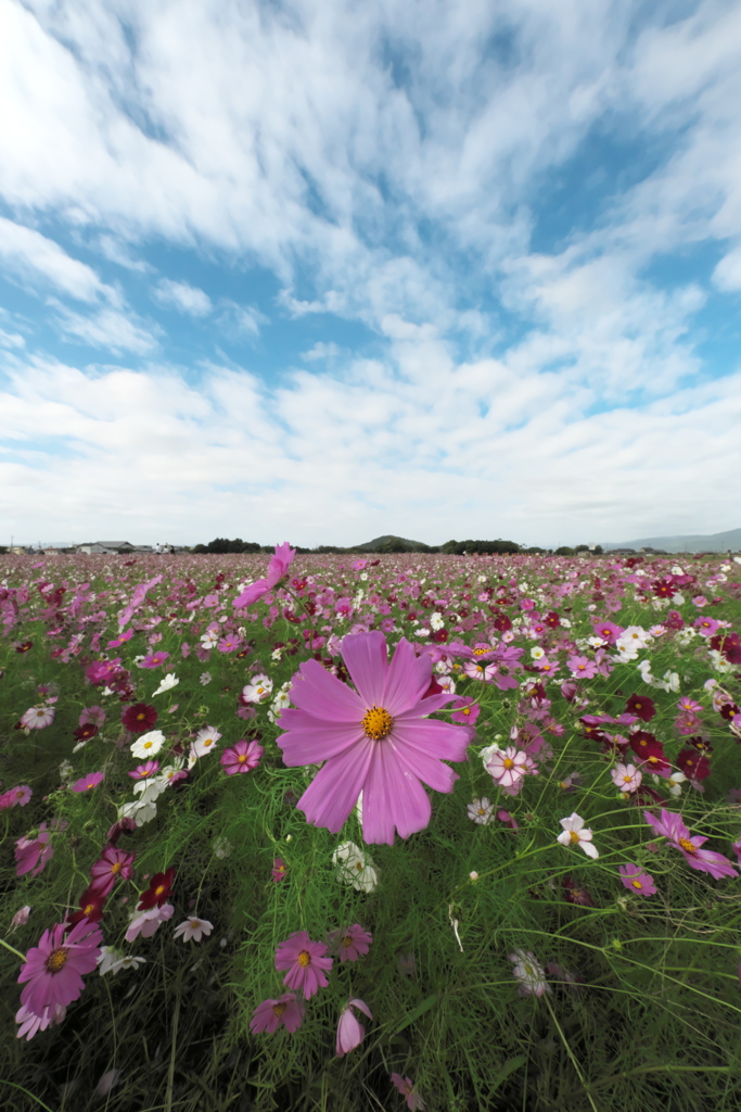 藤原宮跡の秋桜