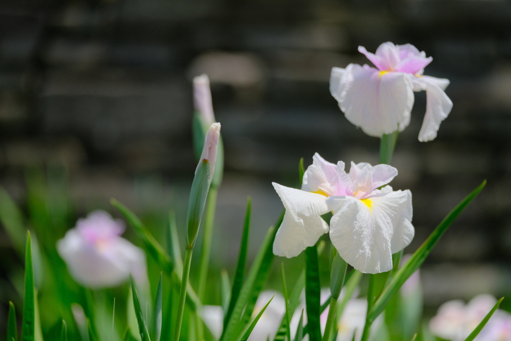 万博記念公園の菖蒲園