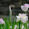 万博記念公園の菖蒲園