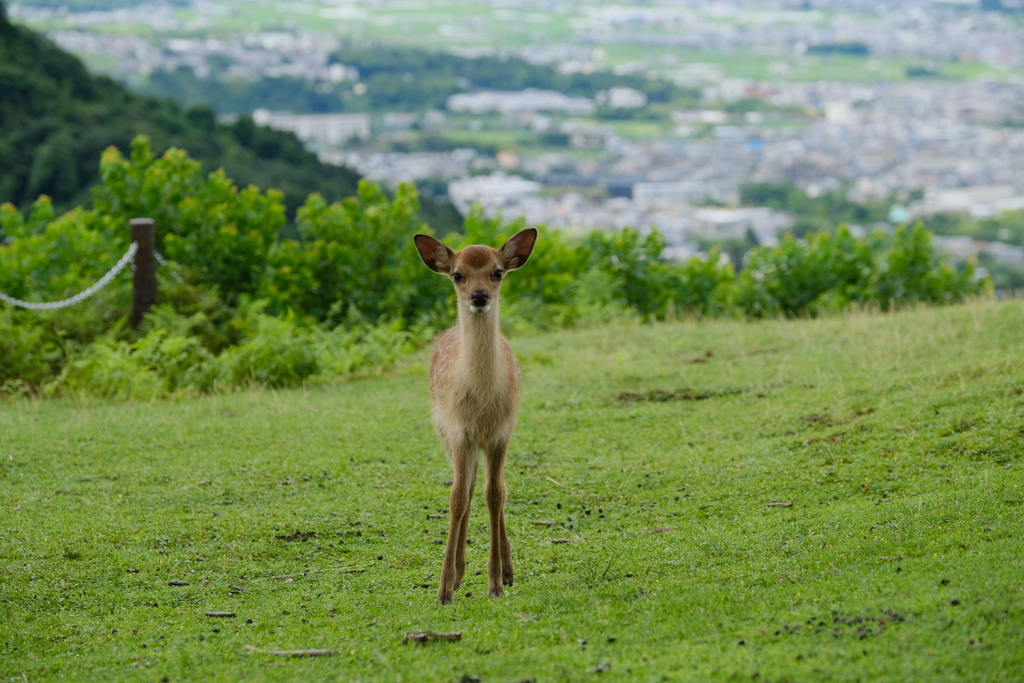 ぼっち