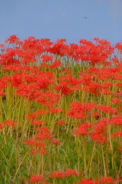 矢勝川堤の彼岸花