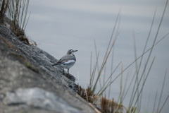河川敷の野鳥：ハクセキレイ