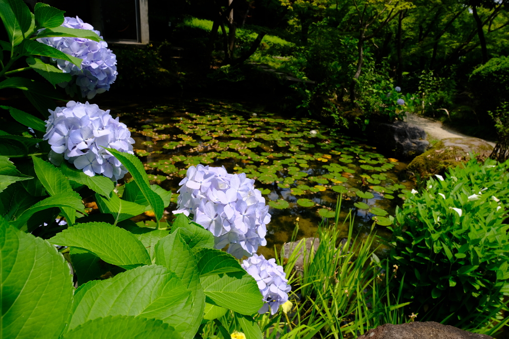 大山崎山荘美術館のアジサイ