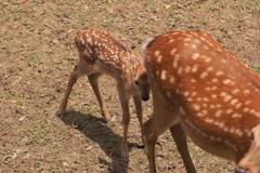 ひっつき虫