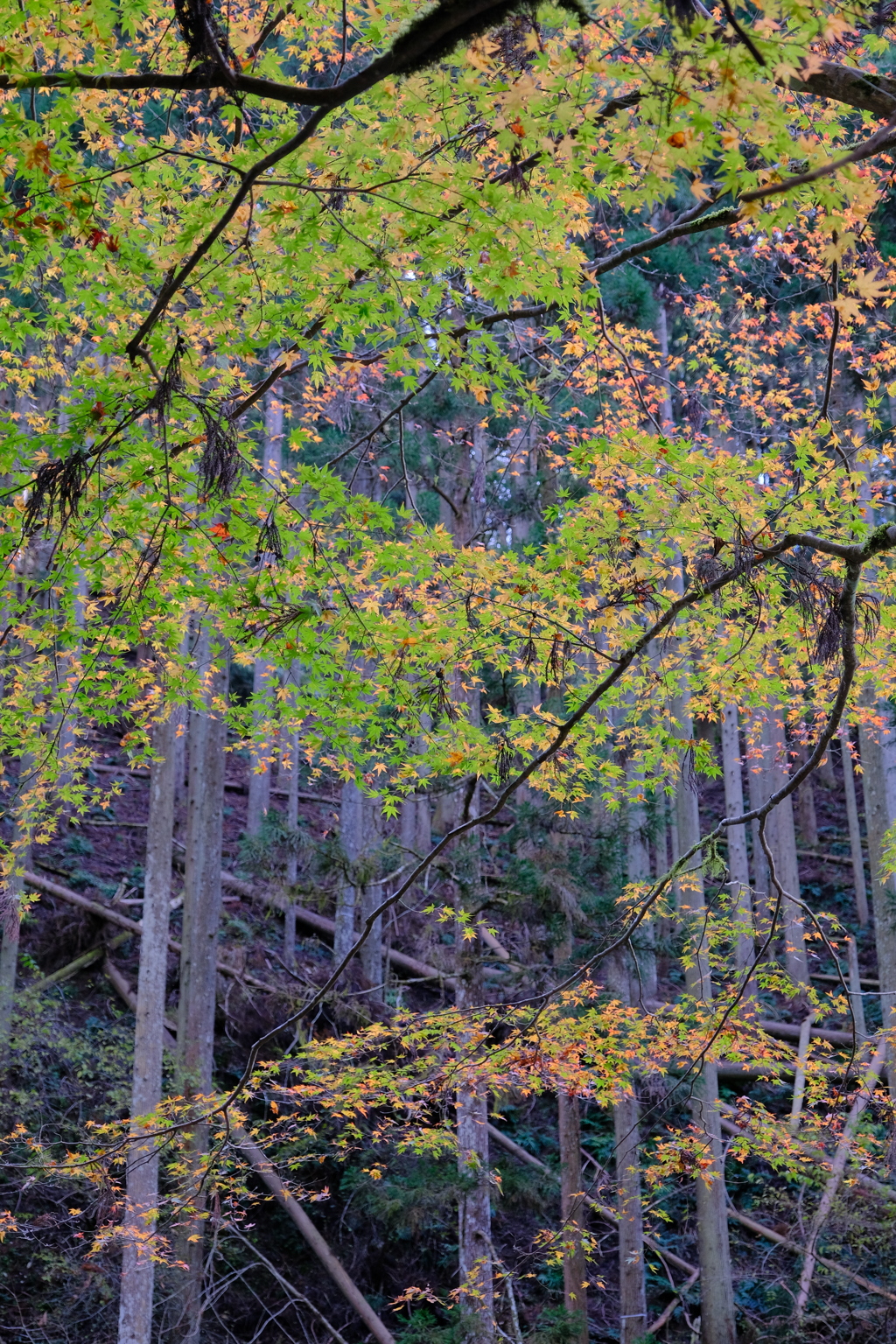 貴船口の紅葉