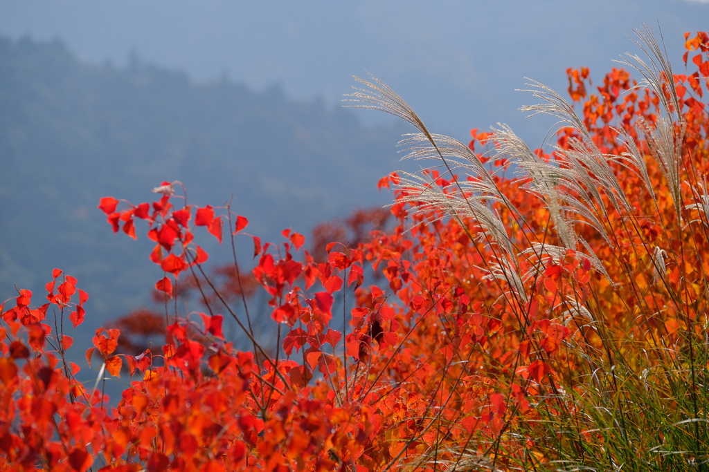 若草山の秋