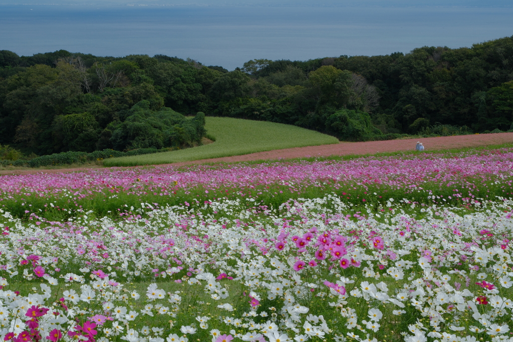 あわじ花さじき