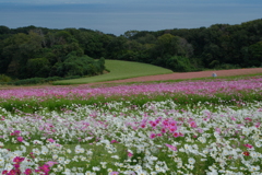 あわじ花さじき
