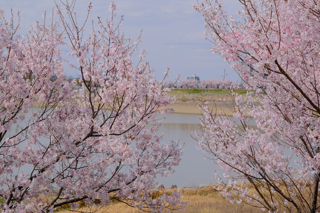 狭山池公園