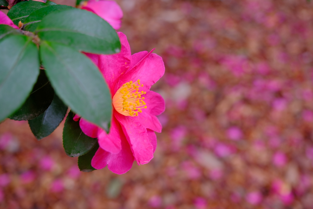 冬の花々