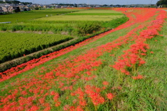 矢勝川堤の彼岸花