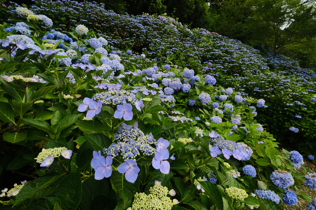 紫陽花