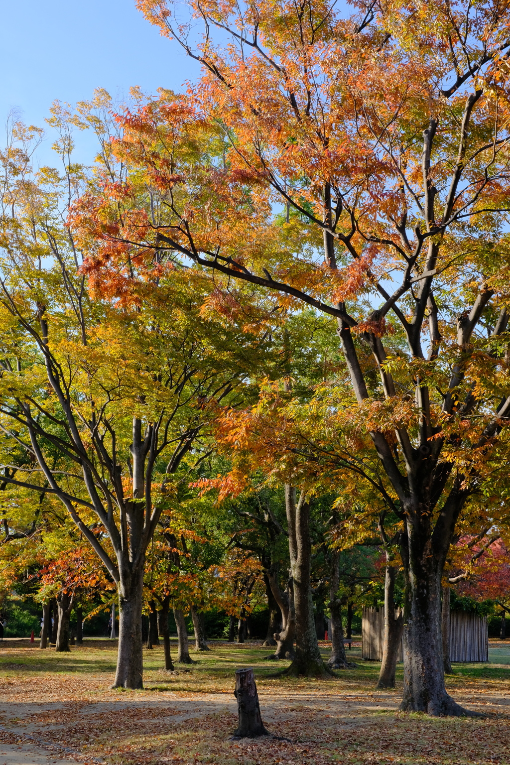 大阪城公園の紅葉