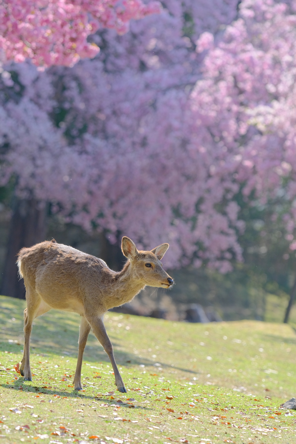 奈良鹿と桜