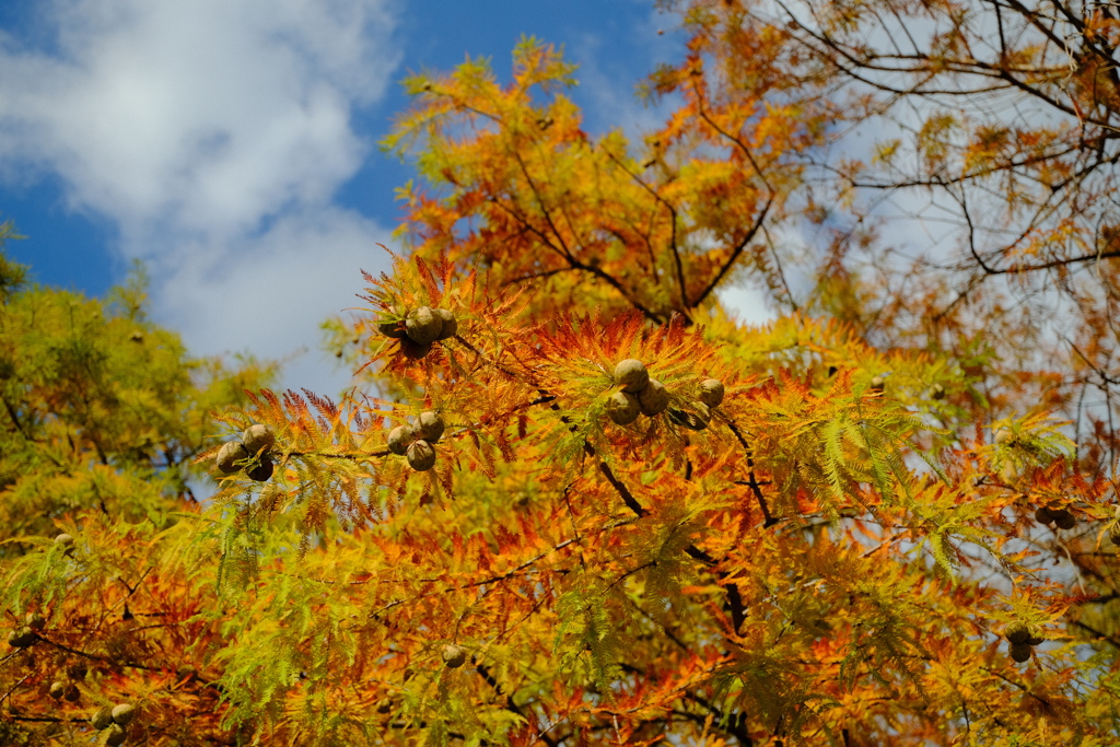 東遊園地の紅葉