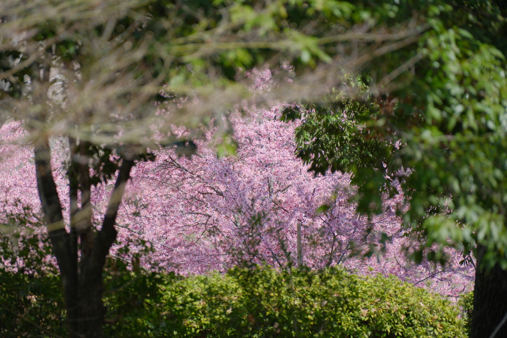 オカメ桜