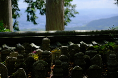 善峯寺の秋明菊