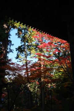 西明寺の秋