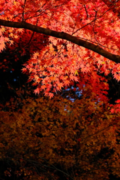 箕面公園の紅葉