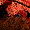 箕面公園の紅葉