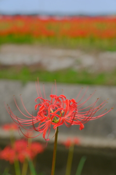 矢勝川堤の彼岸花