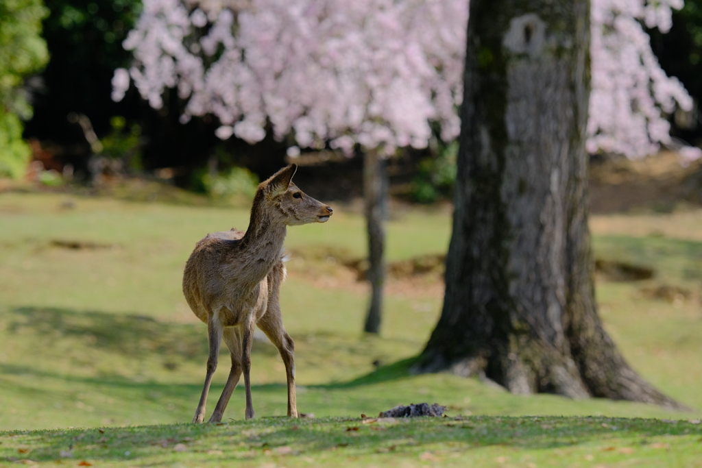 奈良鹿と桜