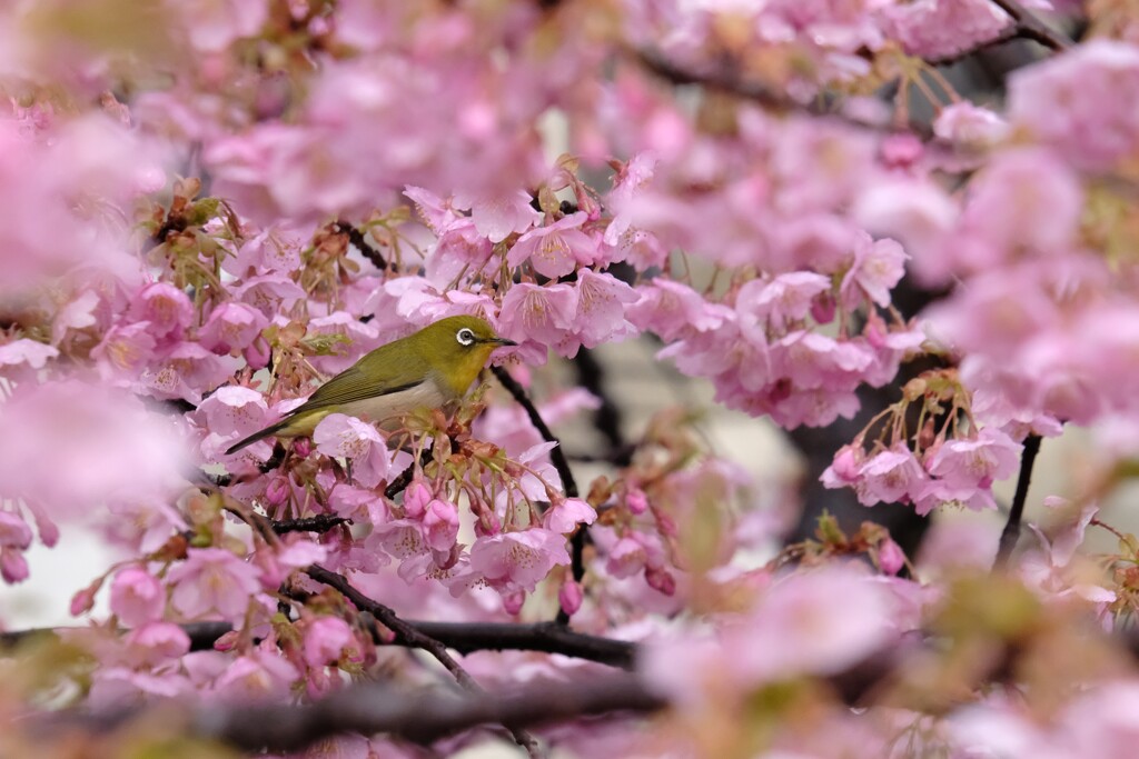 河津桜とメジロさん