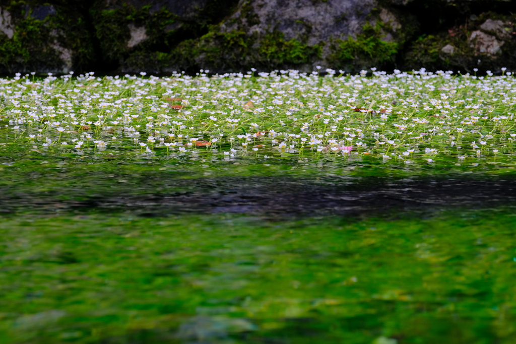 醒井　地蔵川の梅花藻