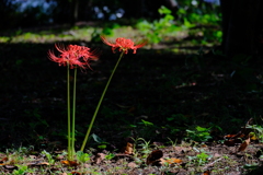 駿府城公園の彼岸花