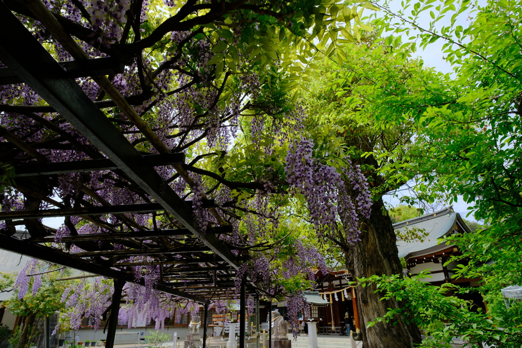 辛國神社の藤