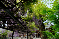 辛國神社の藤
