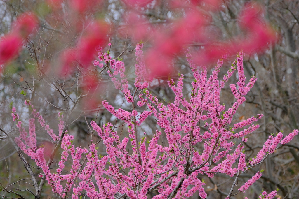 満開の桃の花