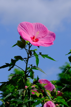 Rose of Sharon