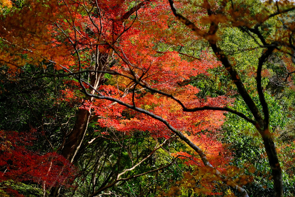 箕面公園の紅葉