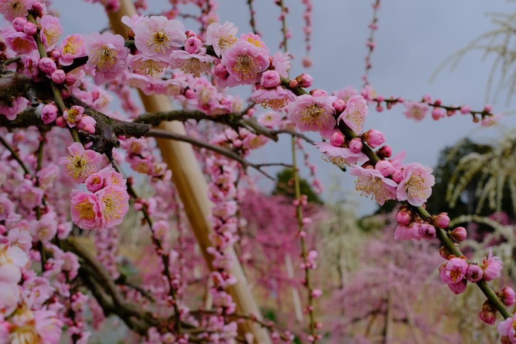 三室戸寺の枝垂れ桜