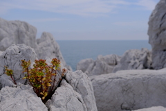 白崎海岸