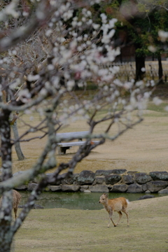 梅に鹿