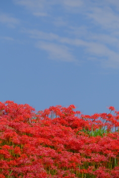 矢勝川堤の彼岸花