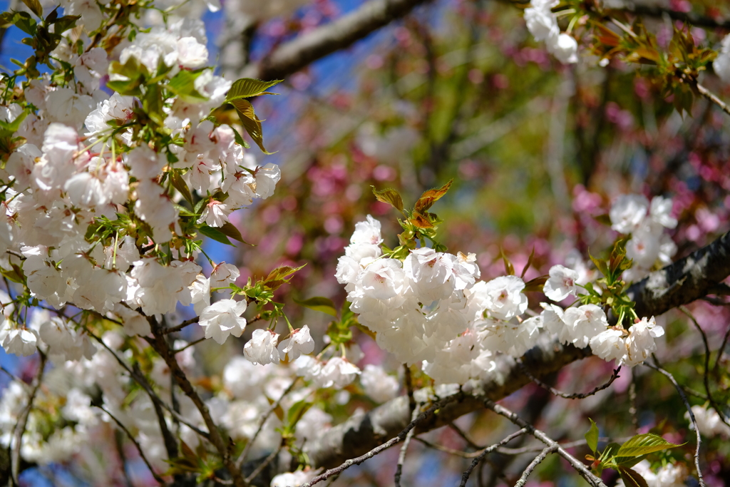 やなせ苑桜づつみの桜