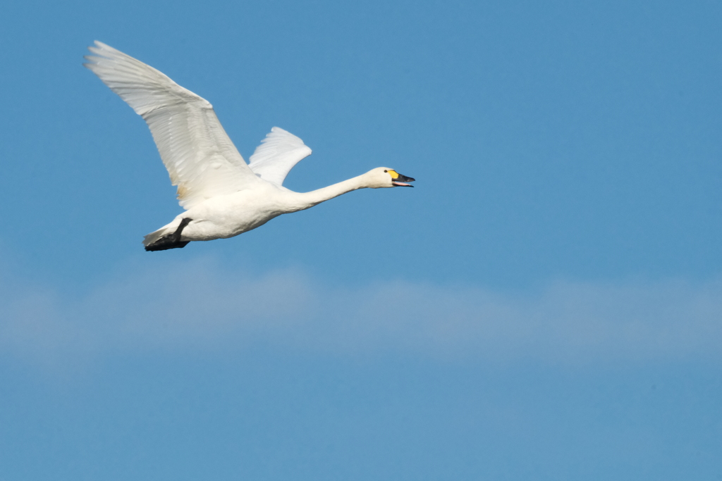 気持ちよさそう