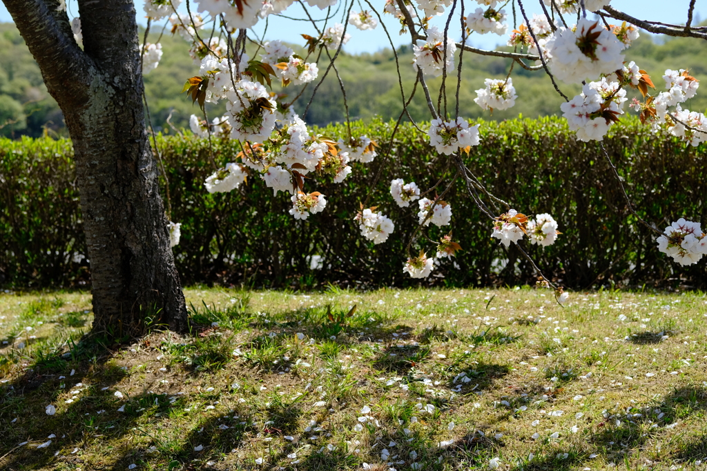 やなせ苑桜づつみの桜