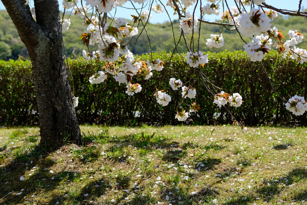 やなせ苑桜づつみの桜