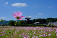 法起寺のコスモス