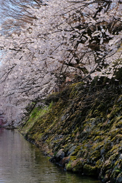 高島城の桜