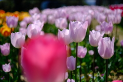 チューリップにはVelvia