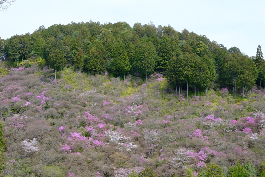 西明寺のミツバツツジと桜