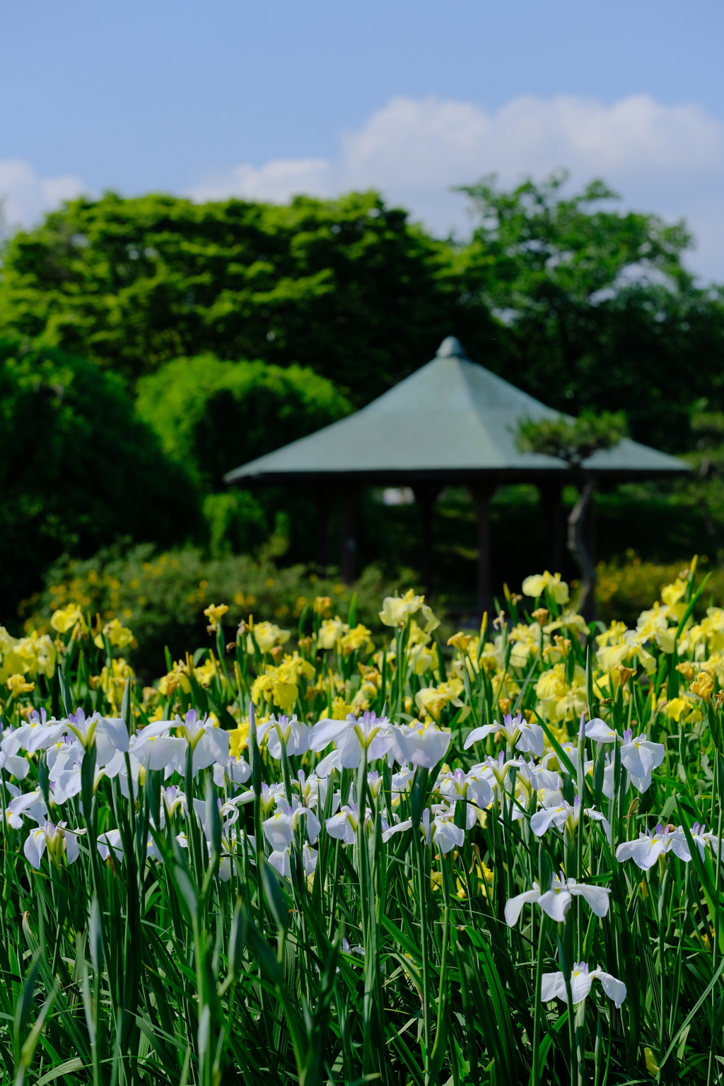 城北公園菖蒲園