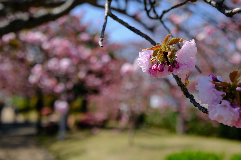 やなせ苑桜づつみの桜