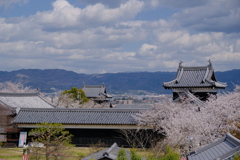 郡山城跡の桜