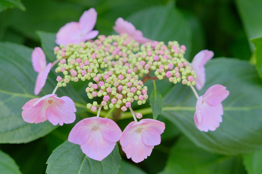 紫陽花
